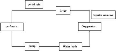 Application of polymerized porcine hemoglobin in the ex vivo normothermic machine perfusion of rat livers